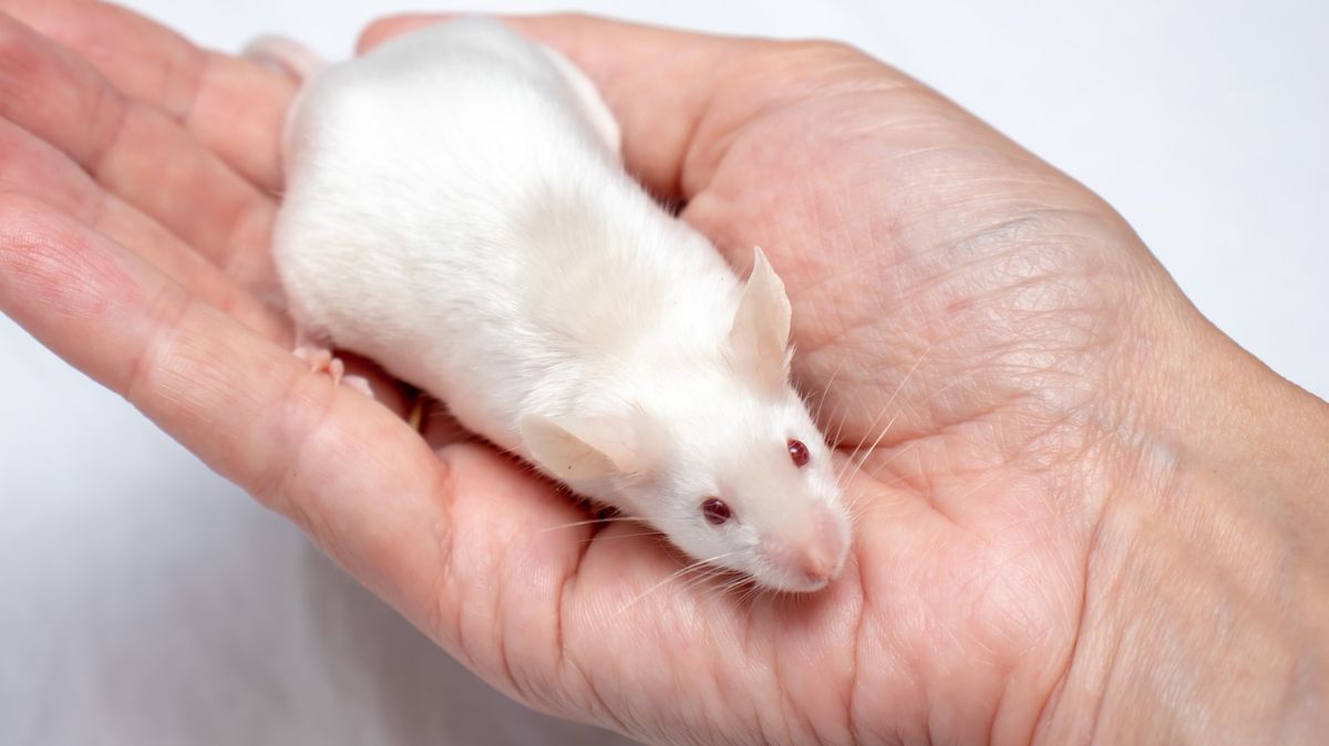 „Špatné laboratorní myši.“ Despekt k vývoji české vakcíny přetrvává